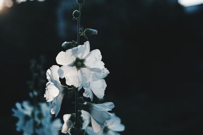 Close-up of flowers against blurred background