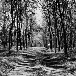 Footpath amidst trees in forest