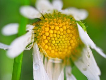 Close-up of yellow flower