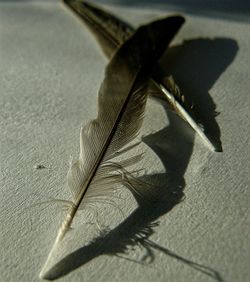 Close-up of plant