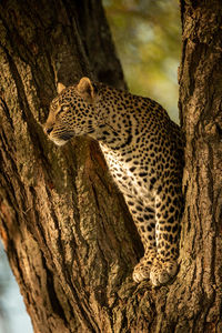Leopard on tree trunk