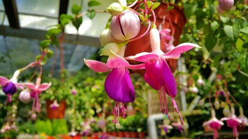 Close-up of pink flower