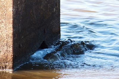 Close-up of turtle in water