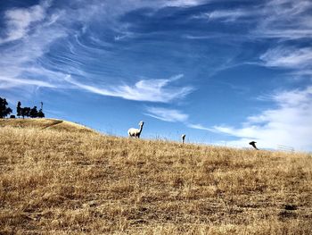 View of birds on field against sky