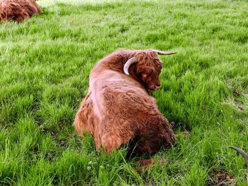 Highland cows in a field
