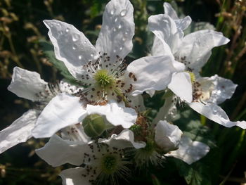 Close-up of white flowers