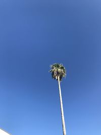 Low angle view of flowering plant against clear blue sky