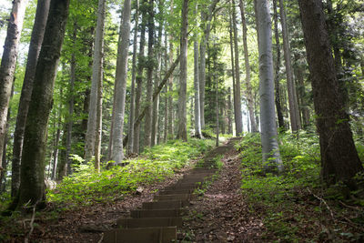 Trees in forest