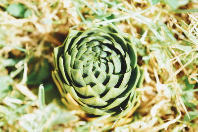 Close-up of fresh green plants