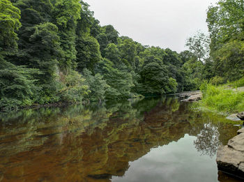 Reflection of trees in water