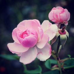 Close-up of pink rose