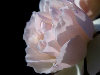 Close-up of rose