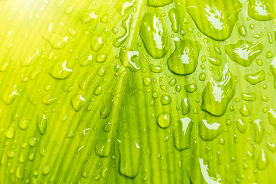 Full frame shot of wet leaf