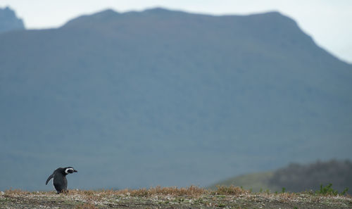 View of birds on land against sky