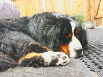 Close-up of dog relaxing on floor