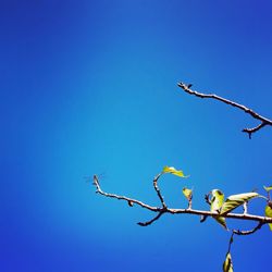 Low angle view of flowering plant against clear blue sky