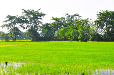 Scenic view of agricultural field against sky