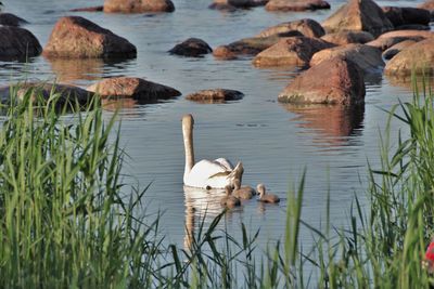 Swan swimming in lake