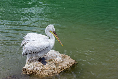 Close up to pelican sitting on the stone in the pond