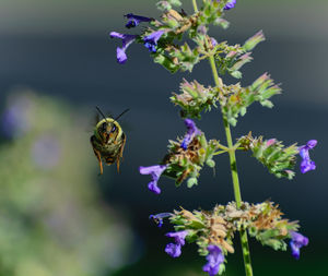 Close-up of bee on flower