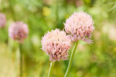 Close-up of pink flower blooming outdoors