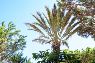 Low angle view of palm trees against clear sky