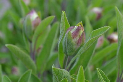 Close-up of green leaves