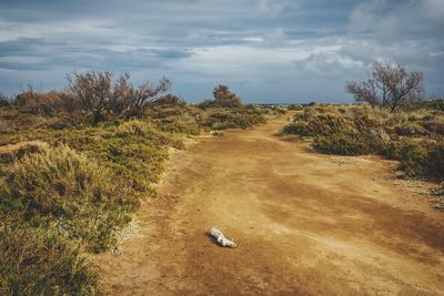 Dog on grassy field