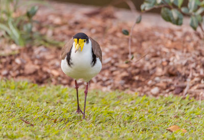 Close-up of a bird on field