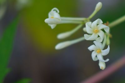 Close-up of white flowering plant