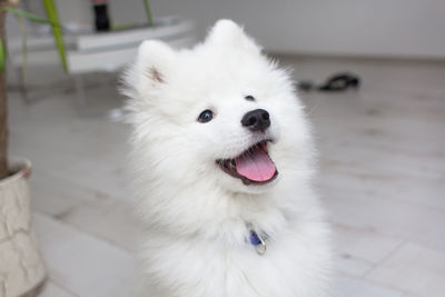 Close-up of a white dog