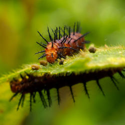 Close-up of caterpillar on plant