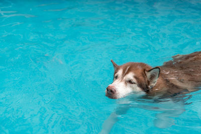 Dog swimming in pool