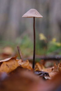 Close-up of mushroom growing on field