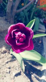 Close-up of flower blooming outdoors