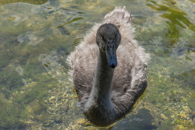 High angle view of swan swimming in lake