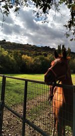 View of horse on field against sky