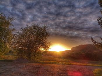 Trees on field against sky during sunset