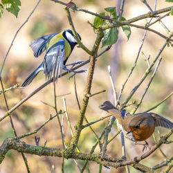 Birds perching on branch