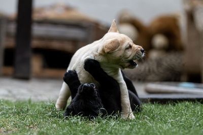 Two yellow lab puppy playing on grass