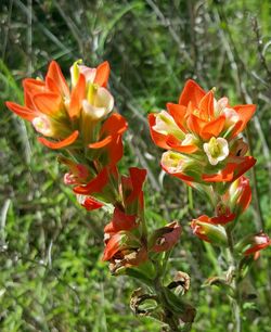 Close-up of red flowers