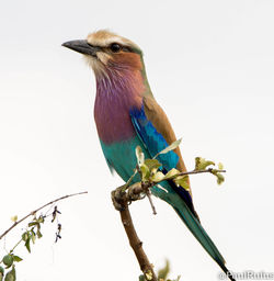 Low angle view of bird perching on tree against clear sky