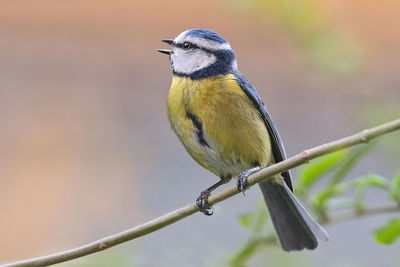 Close-up of bird perching on branch