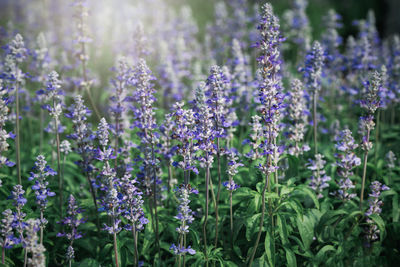 Close-up of purple flowering plants on field