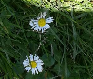 Close-up of white flowers blooming outdoors