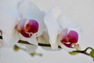 Close-up of fresh white pink flowers