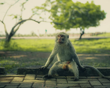 Monkey sitting on plant against trees