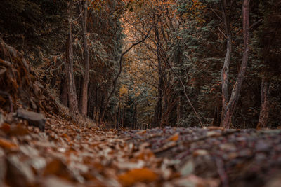 Trees in forest