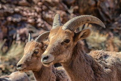 Portrait of goat