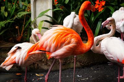 Close-up of flamingos in lake